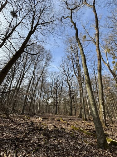 Hubertusstocker Waldweg