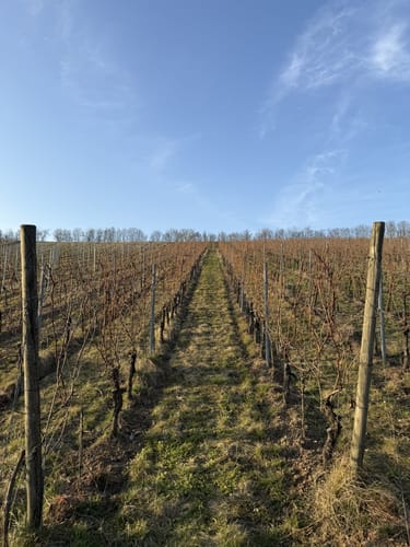 Weinberge bei Randersacker