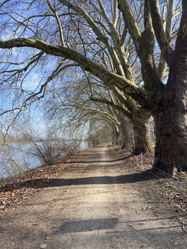 Von der Bürgerheide entlang dem Rhein