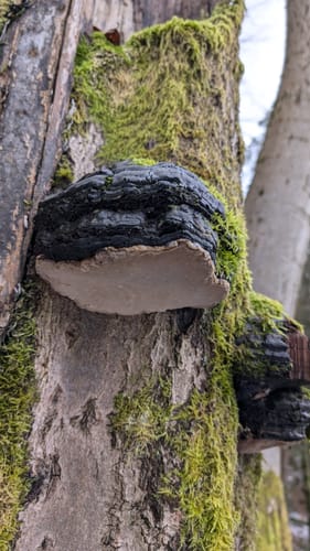 Vorsperre Gräftiegel ab Siegmundsburg