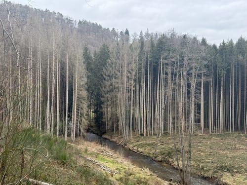 Landscheid 6