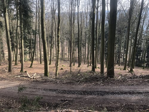 Rundwanderweg Hirschhorn 4: Talskopf-Weg