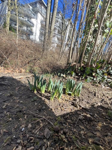 Durch den Kurpark Wiesbaden zum Sonnenberg