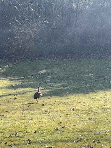 Durch den Kurpark Wiesbaden zum Sonnenberg