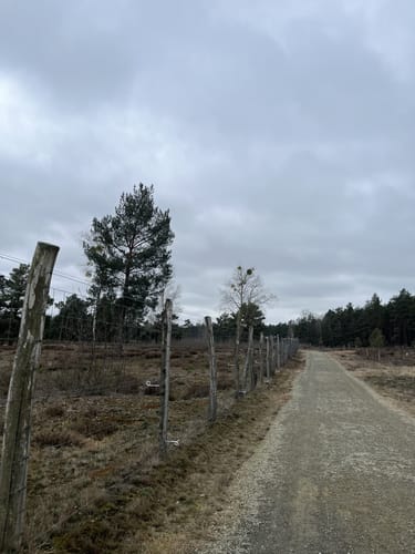 Um den Gorinsee zur Schönower Heide