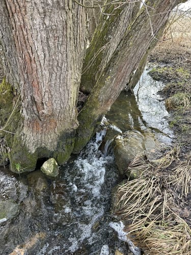 Scherweiher - Dornberg - Walkmühle