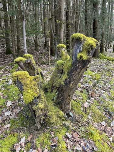 Scherweiher - Dornberg - Walkmühle