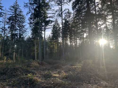 Königsforst Rundweg