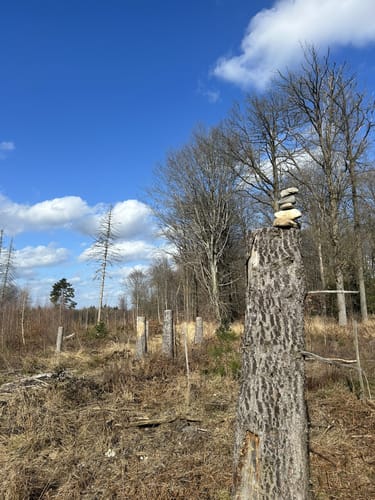 Königsforst Rundweg