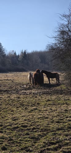 Rundwanderweg R4 (Langenhahn)
