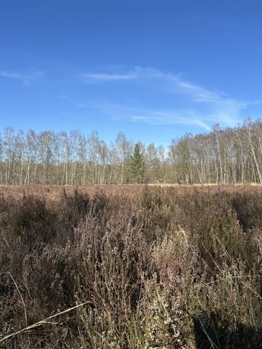 Durchs Venner Moor