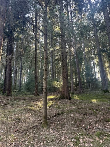 Kohlberg durch dem Wald nach Artesgrün