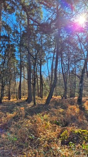 Geistinger Wald Rundweg