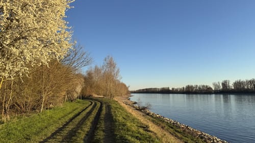 Naturschutzgebiet Lampertheimer Altrhein: Welsches Loch und Rhein