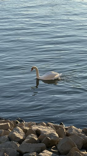 Naturschutzgebiet Lampertheimer Altrhein: Welsches Loch und Rhein