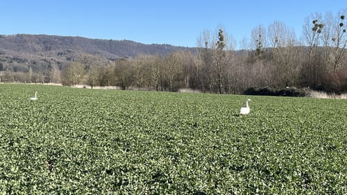 Vom Weserflößer rund um den Weserbogen