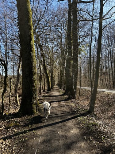 Großer Rundweg Geisterholz