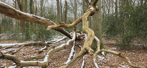Urwald bei Neuenburg