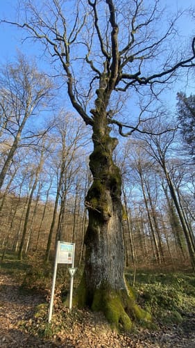 Erzgräberweg (Traumschleife)