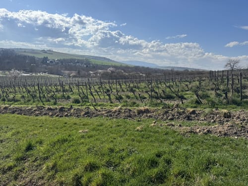Monsheim - Zellertal