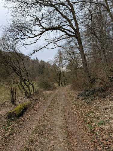 Walderlebnis-Pfad - Naturerbe Wanderwelt Altenbeken