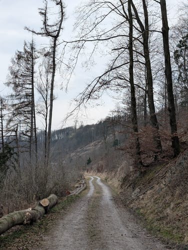 Walderlebnis-Pfad - Naturerbe Wanderwelt Altenbeken