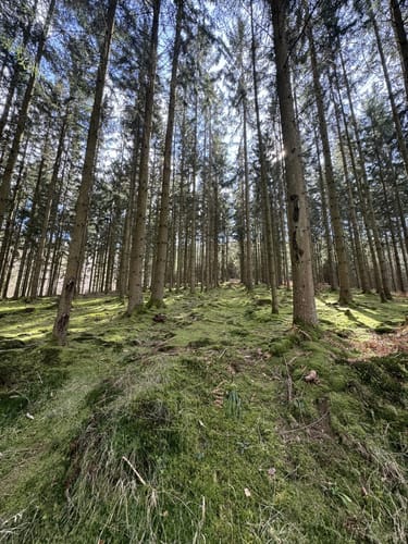 Wißmannsdorf (Naturpark Südeifel Wanderweg Nr. 22)