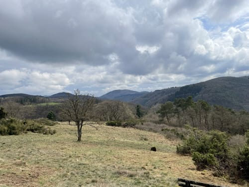 Heidehimmel Volkesfeld (Traumpfad)