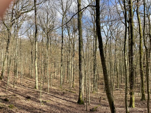 Rundwanderweg Lüxem