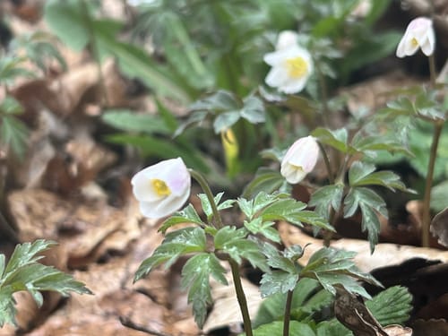 Gönninger Seen Rundwanderung