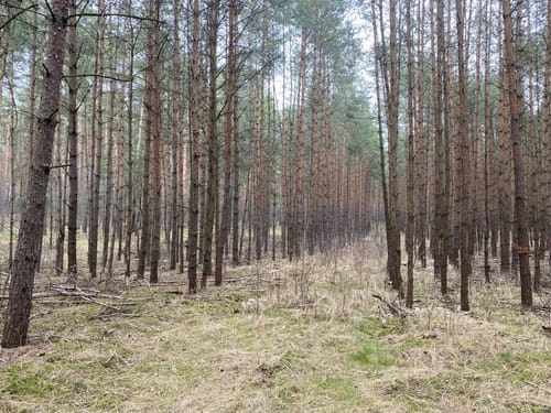 Rundweg Schönow - Schönower Heide