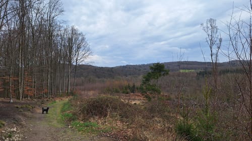 Im Bommerholz