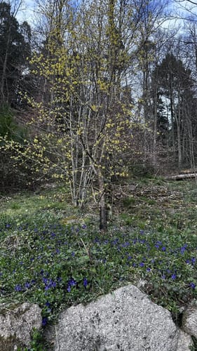 Fessenbach Ortenau - Hohes Horn Offenburg