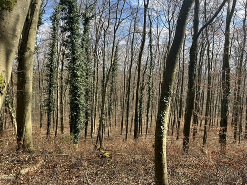 Beruser Tafeltour (Premiumwanderweg)