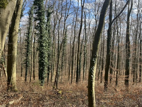 Beruser Tafeltour (Premiumwanderweg)