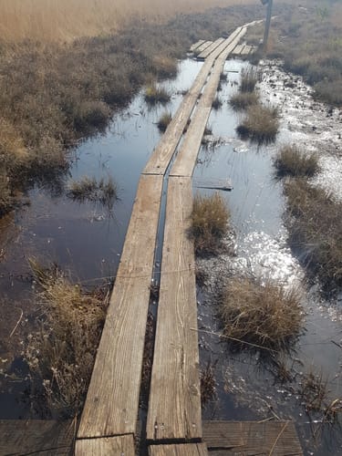 Moorpadd im Neustädter Moor
