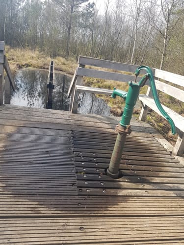 Moorpadd im Neustädter Moor