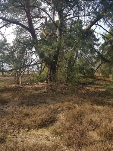 Moorpadd im Neustädter Moor