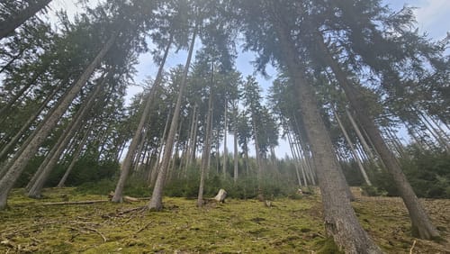 Um den Haunesee