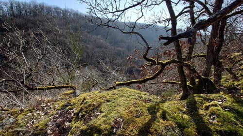 Von Möntenich zum Fluss Elz