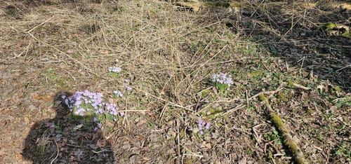 Nesselmühle - Naturlehrpfad - Nessenbach