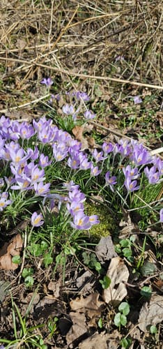 Nesselmühle - Naturlehrpfad - Nessenbach