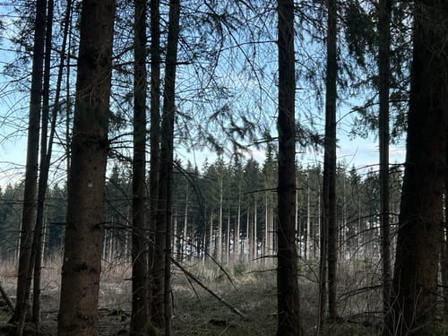 Fürstenwald ab Ochsenhausen