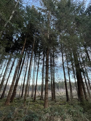 Fürstenwald ab Ochsenhausen