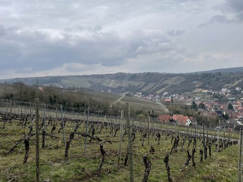 Weinwanderung Pfülben