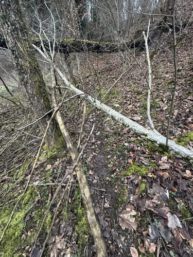 Simmerberg Tobelbach - Balzer Berg