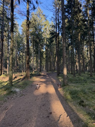 Rundweg Rantzauer Forst - Tangstedter Moor