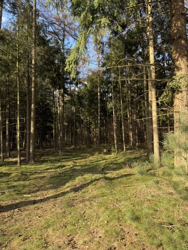 Rundweg Rantzauer Forst - Tangstedter Moor