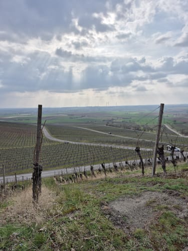 Iffigheimer und Bullenheimer Berg