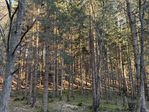 Böblinger Wald Rundweg
